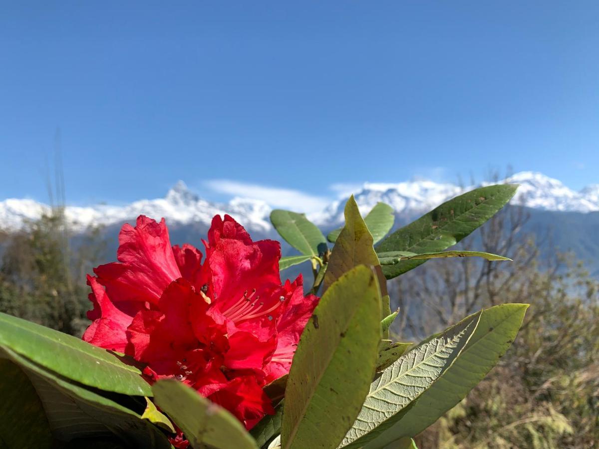 Hotel Pristine Himalaya Pokhara Exterior photo